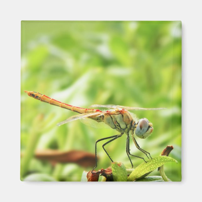 Dragonfly Magnet (Front)