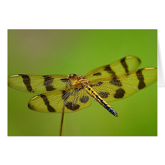 Dragonfly Notecard (Front Horizontal)