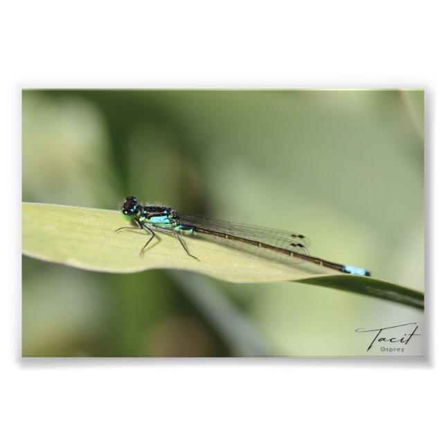 Dragonfly on a Leaf Photo Print (Front)