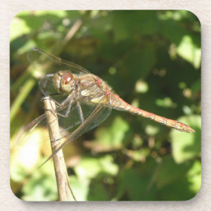 Dragonfly on a Twig Cork Coasters