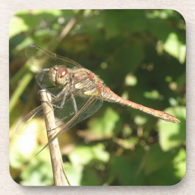 Dragonfly on a Twig Cork Coasters (Front)