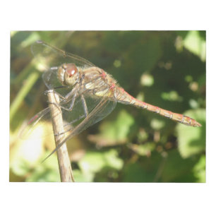 Dragonfly on a Twig Notepad