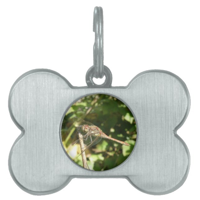 Dragonfly on a Twig Pet Tag (Front)