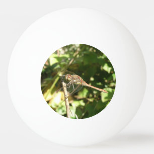 Dragonfly on a Twig Ping Pong Ball