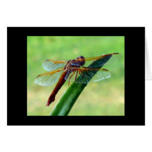 Dragonfly on Aloe Grey Card