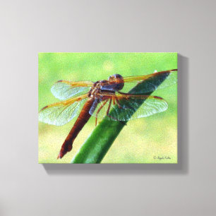 Dragonfly on Aloe Plant Wrapped Canvas