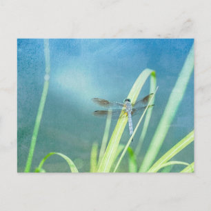 Dragonfly on Blue Postcard