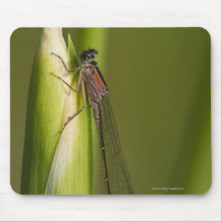 Dragonfly on budded iris mouse pad