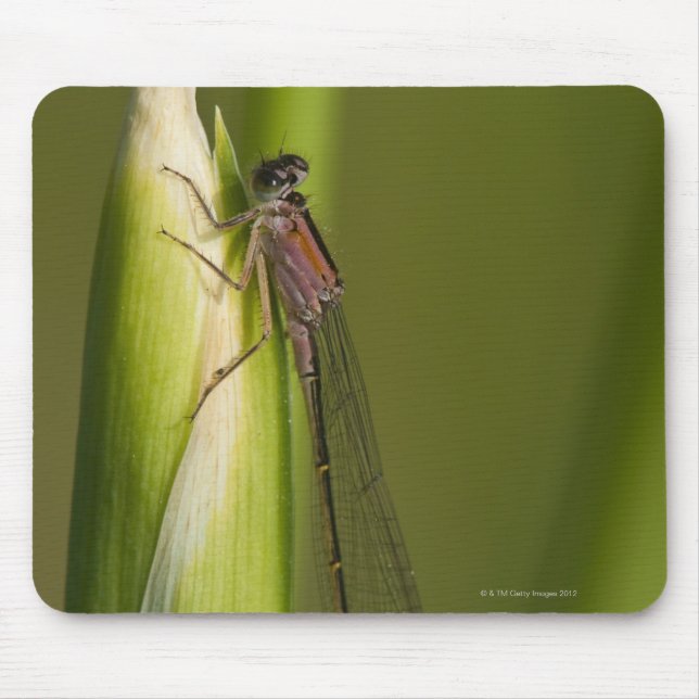 Dragonfly on budded iris mouse pad (Front)
