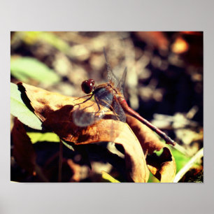 Dragonfly On Dried Leaf Close Up Poster