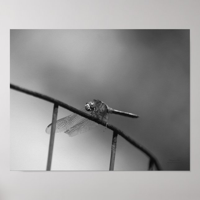 Dragonfly On Fence Black And White Poster (Front)