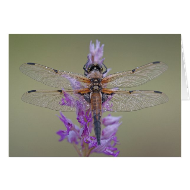Dragonfly On Flower Note Card (Front Horizontal)