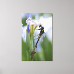 Dragonfly on iris canvas print