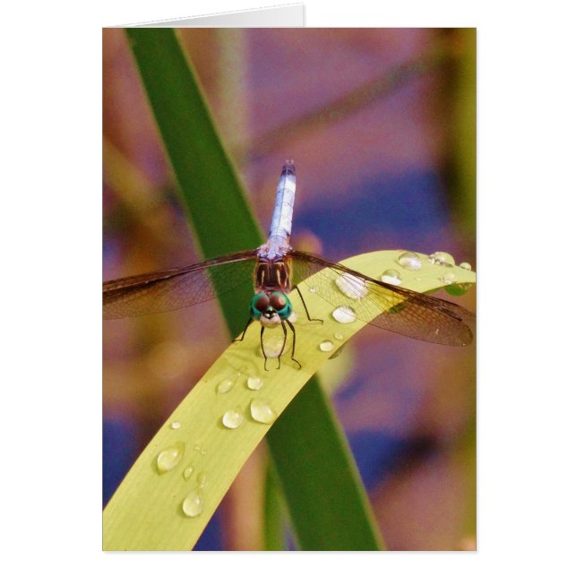 Dragonfly on raindrop leaf (Front)