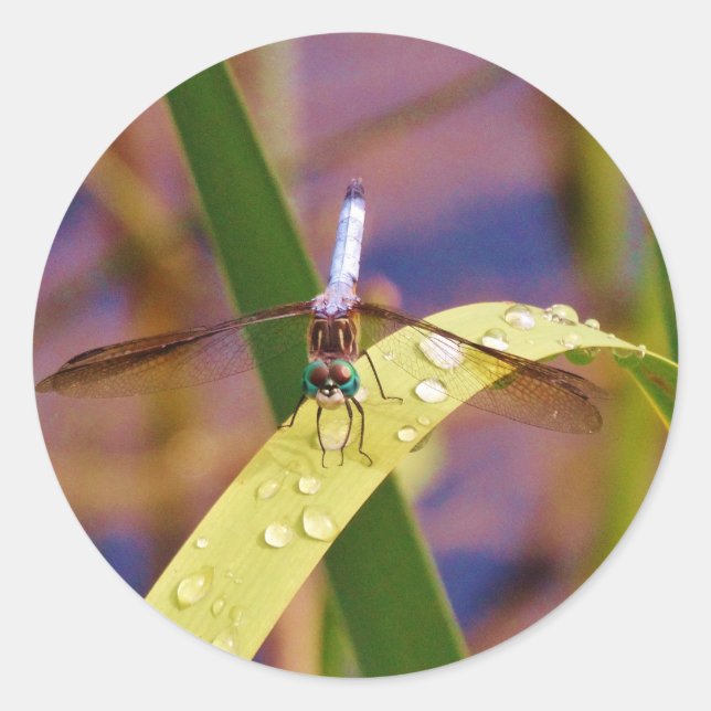 Dragonfly on raindrop leaf classic round sticker (Front)