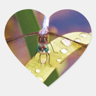 Dragonfly on raindrop leaf heart sticker