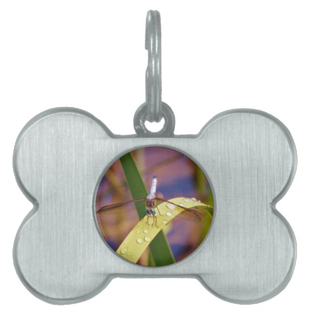 Dragonfly on raindrop leaf pet ID tag (Front)