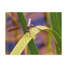 Dragonfly on raindrop leaf