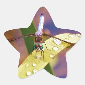 Dragonfly on raindrop leaf star sticker