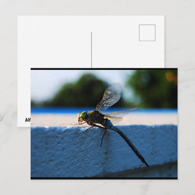 Dragonfly on the Ledge Postcard (Front/Back)