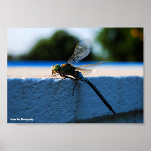 Dragonfly on the Ledge Poster