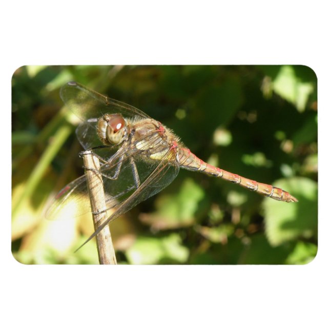 Dragonfly on the Twig Flexi Magnet (Horizontal)