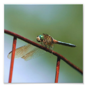 Dragonfly On Wire Fence Close Up 8x8 Photo Print