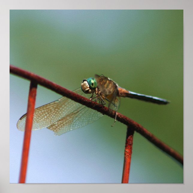Dragonfly On Wire Fence Close Up Poster (Front)