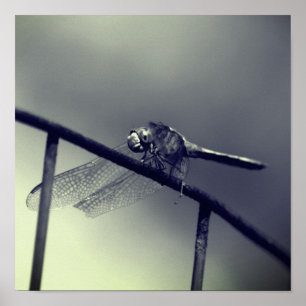 Dragonfly On Wire Fence In Black And White Poster