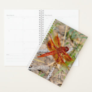 Dragonfly Orange du gestionnaire Sm