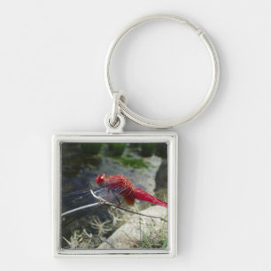 Dragonfly perching on branch, close up keychain