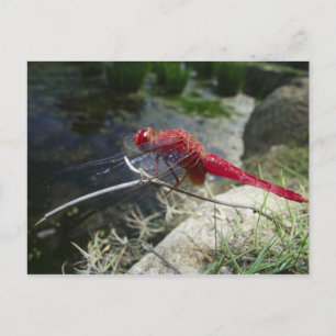 Dragonfly perching on branch, close up postcard