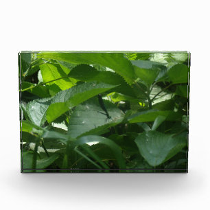 Dragonfly Photo Block