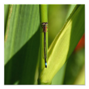 Dragonfly  photo print