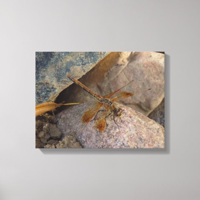 Dragonfly Photograph on Stretched Canvas Print (Front)