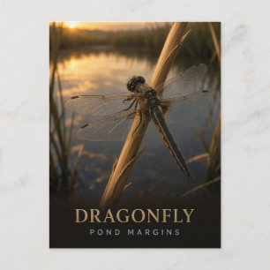 Dragonfly Pond Margins Wildlife ANIMAL Postcard
