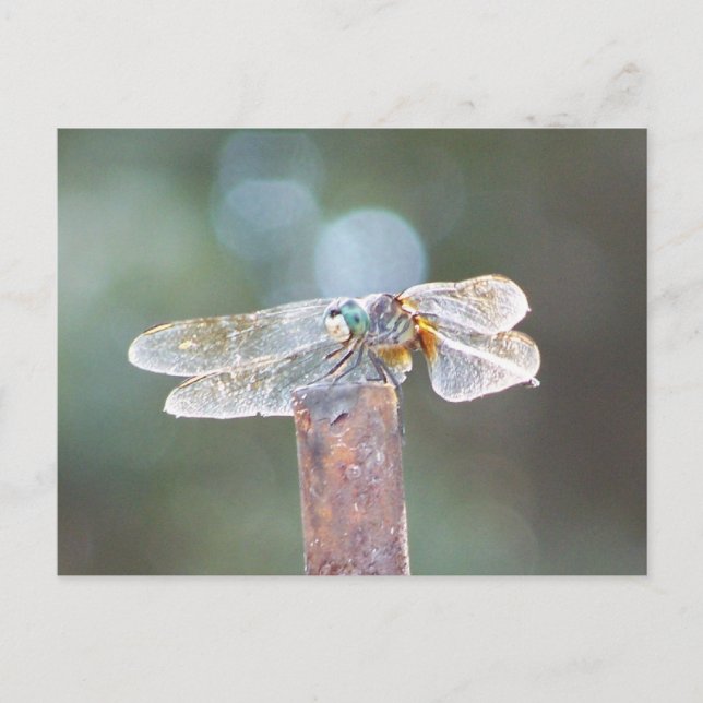 dragonfly postcard (Front)