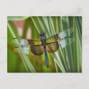 Dragonfly Postcard