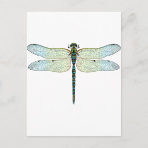 DragonFly Postcard