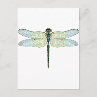 DragonFly Postcard