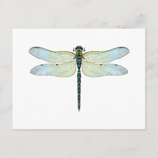DragonFly Postcard