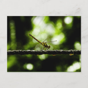 Dragonfly -  postcards