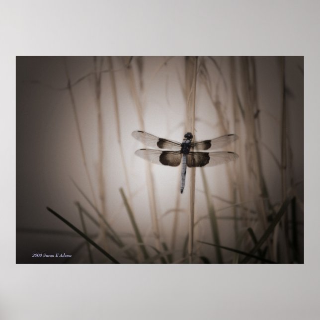 Dragonfly Poster (Front)