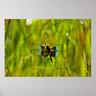 Dragonfly Poster