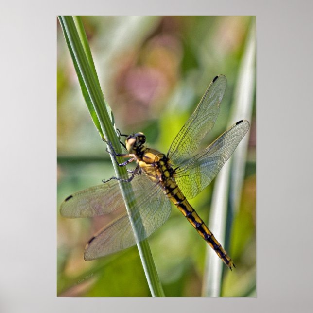 Dragonfly Poster (Front)