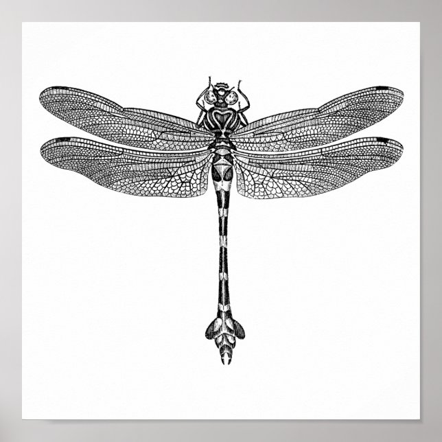 Dragonfly Poster (Front)