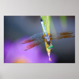 Dragonfly - poster / print