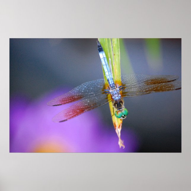 Dragonfly  - poster / print (Front)