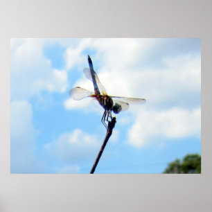 Dragonfly ~ Prepare for Take-off Poster