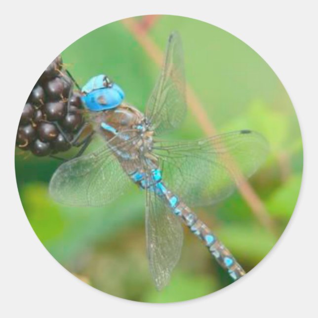 Dragonfly Raspberry Sticker (Front)